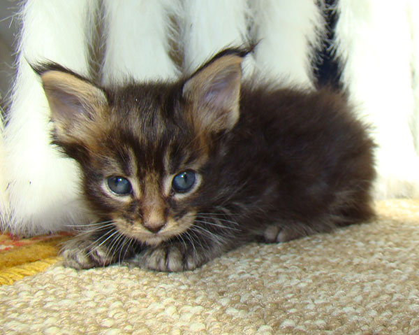     Catsvill County!   !    !       !!!    Catsvill County +7-926-544-74-09     .   ,   ,   ,    ,   ,  ,     ,   -,    ,   !